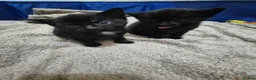 Mixed Breed cats for sale: Beautiful Black Kittens Looking for Forever Home  in Preston - Advert 3
