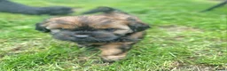 Shih Tzu dogs for sale: Pupies for sold. - Advert 9