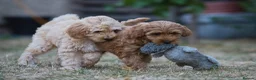 Cockapoo dogs for sale: F1 Cockapoo x Australian Labradoodle Pups - Advert 5