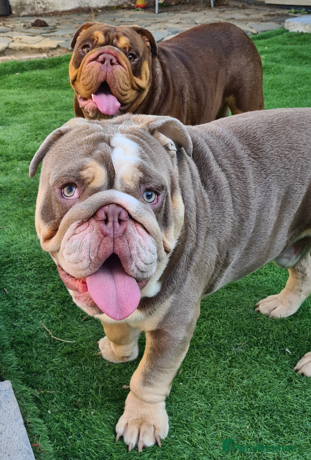 English Bulldog dogs for stud: Dog for stud in Dagenham - Advert 28