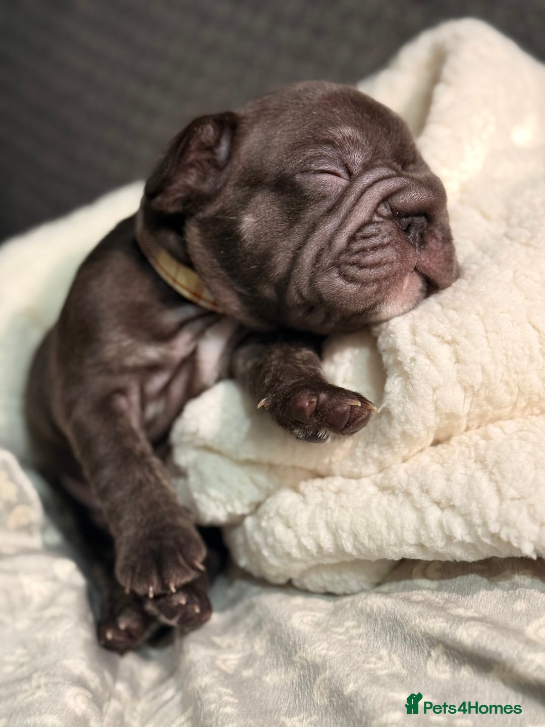 French Bulldog dogs for sale: French bulldog puppies for sale! - Advert 11