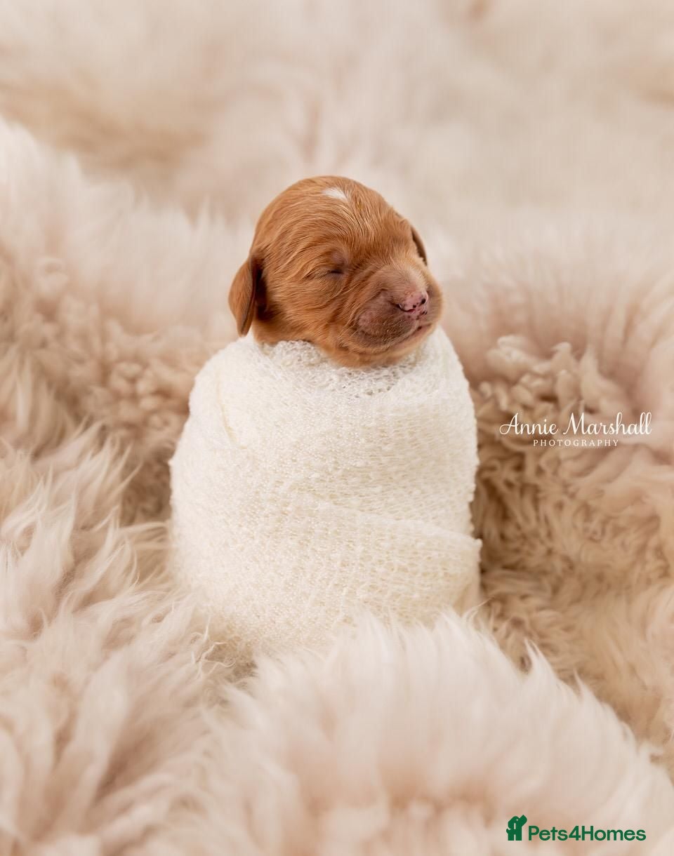 Mini Goldendoodle dogs NOV pups by POLICE dog trainer & Licensed Breeder - Advert 1