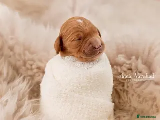 Mini Goldendoodle dogs NOV pups by POLICE dog trainer & Licensed Breeder - Advert 1