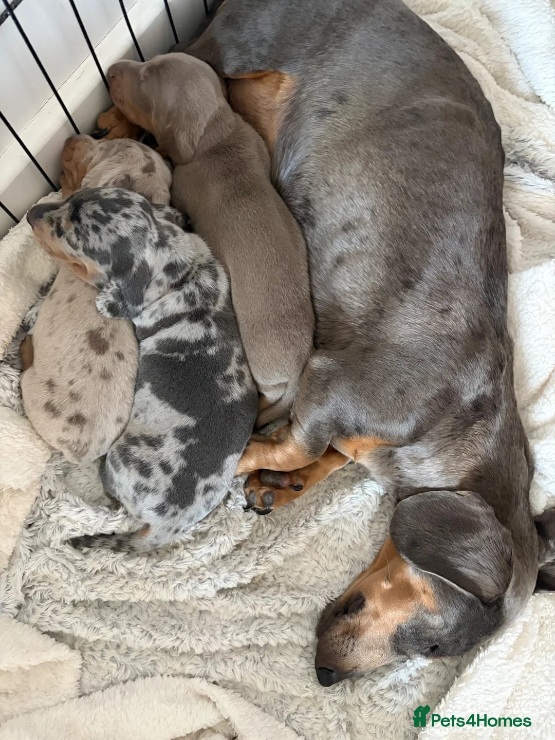 Miniature Dachshund dogs for sale: Beautiful miniature dachshund puppies  - Advert 1