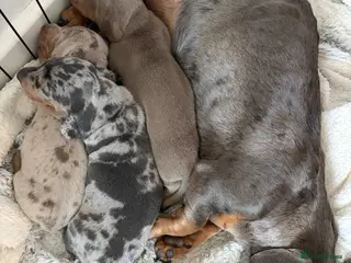 Miniature Dachshund dogs Beautiful miniature dachshund puppies - Advert 1