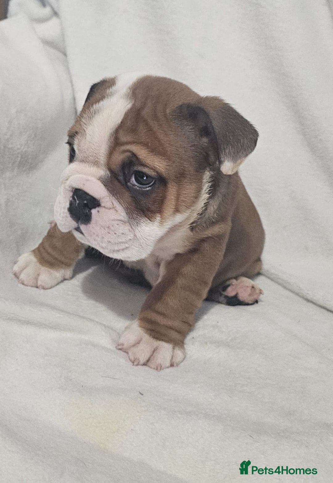 English Bulldog dogs for sale: Champion English bulldogs - Image 17