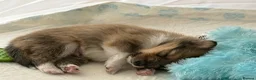 Shetland Sheepdog dogs for sale: Shetland Sheepdog Puppies in Glasgow - Advert 3