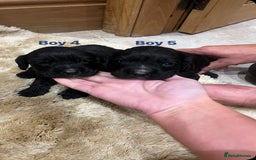 Cocker Spaniel dogs for sale: Pure bred, Cocker spaniels - Image 2