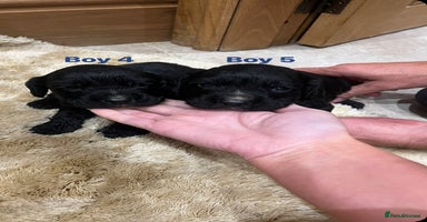 Cocker Spaniel dogs - Advert 15