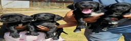 Springador dogs for sale: Springador - Advert 6