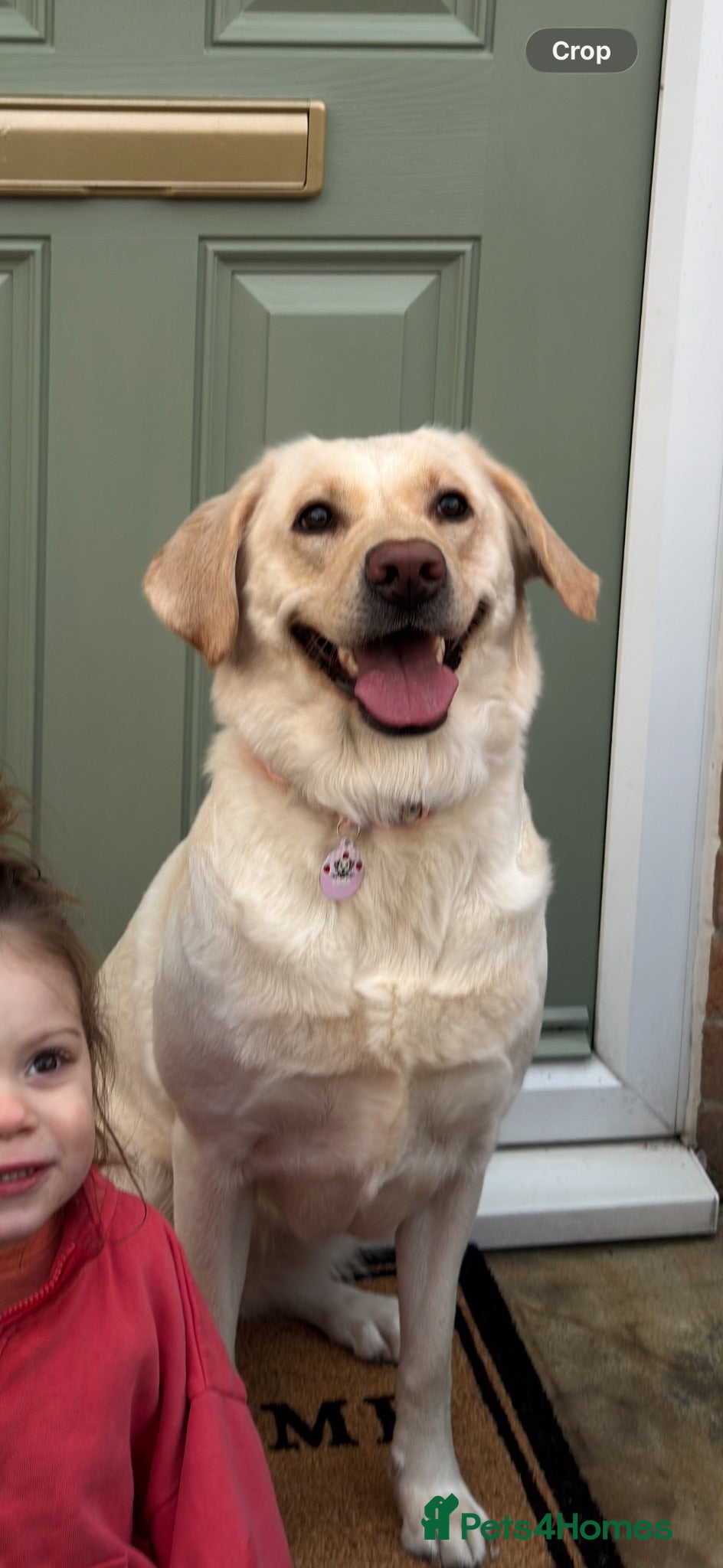Labrador Retriever dogs Beautiful family dog  - Advert 1