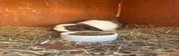 Mini Lop rabbits for sale: Pure Mini lop babies - Advert 3