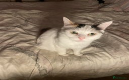 Mixed Breed cats for sale: Fluffy girl 😸 - Image 5