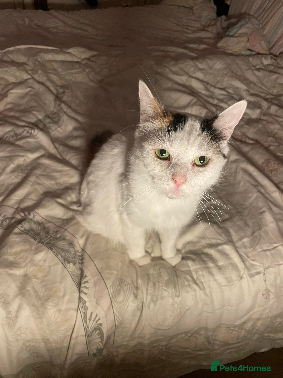 Mixed Breed cats for sale: Fluffy girl 😸 - Image 5