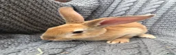 Rex rabbits for sale: Beautiful velvet mini Rex & Rex rabbits - Advert 5