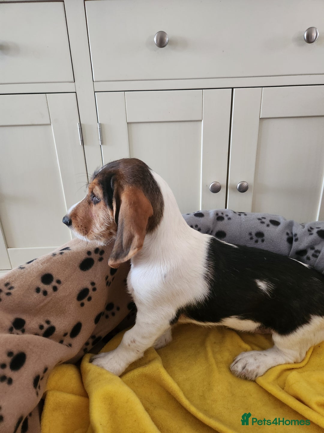 Basset Griffon Vendeen dogs for sale: Petite x English  - Advert 10