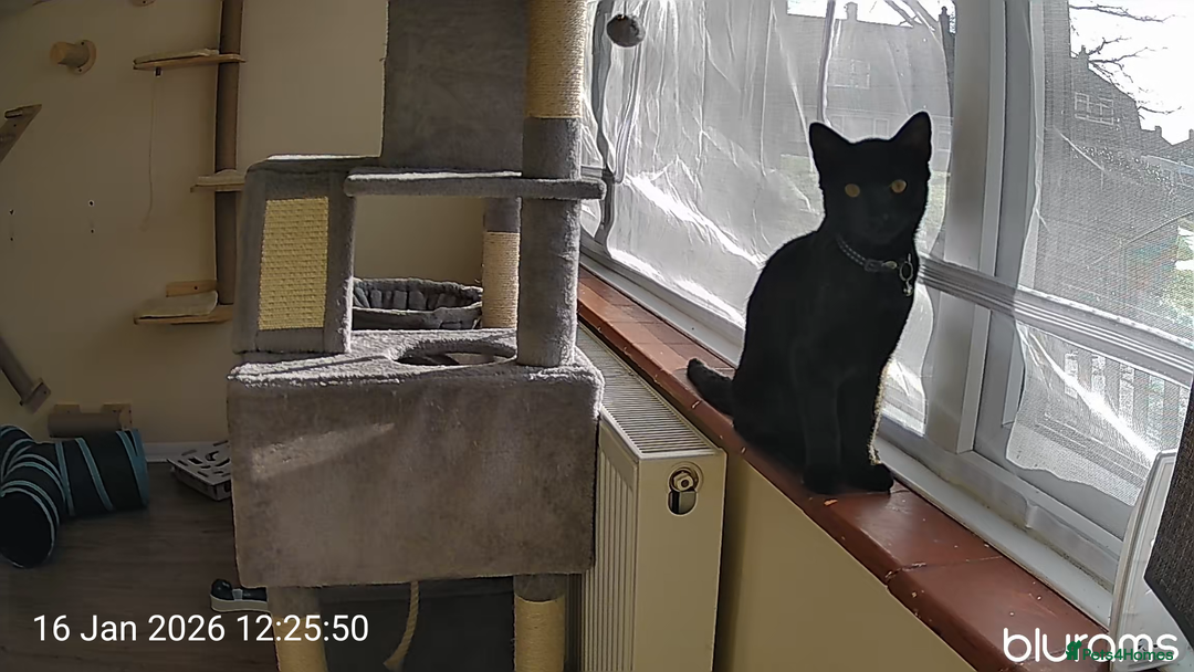 Domestic Shorthair cats for sale: Ronnie & Reggie - Advert 3