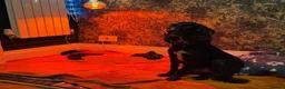 Cocker Spaniel dogs for sale: Top Quality KC  Working Cocker Spaniel puppies  in Cardiff - Advert 5