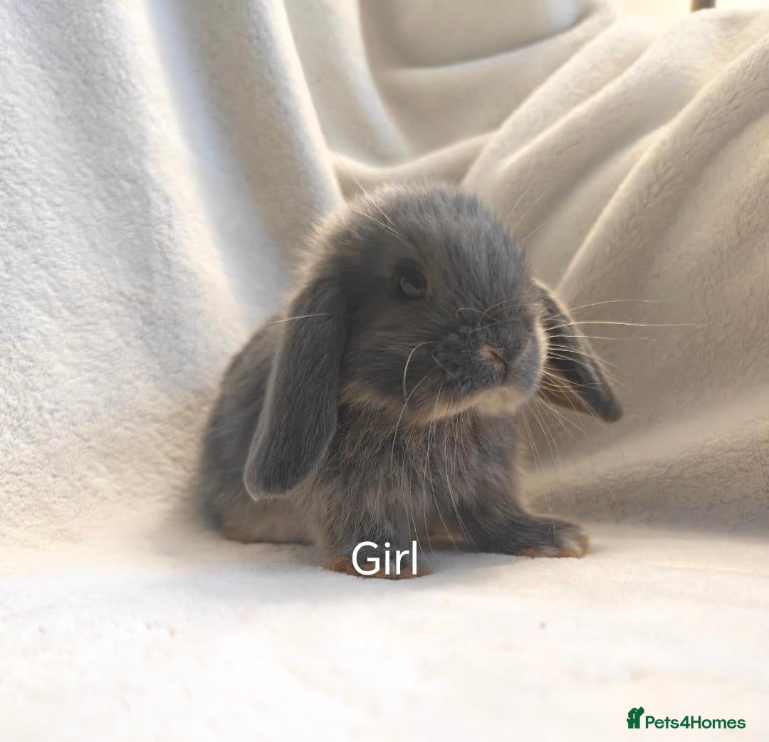 Mini Lop rabbits Beautiful Mini Lop Bunnies  - Advert 4