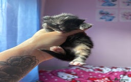 Mixed Breed cats for sale: Beautiful kittens - Image 6