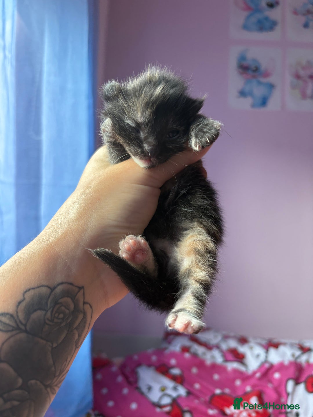 Mixed Breed cats for sale: Beautiful kittens - Image 6