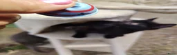 British Shorthair cats for sale: Beautifull kitten  - Advert 20