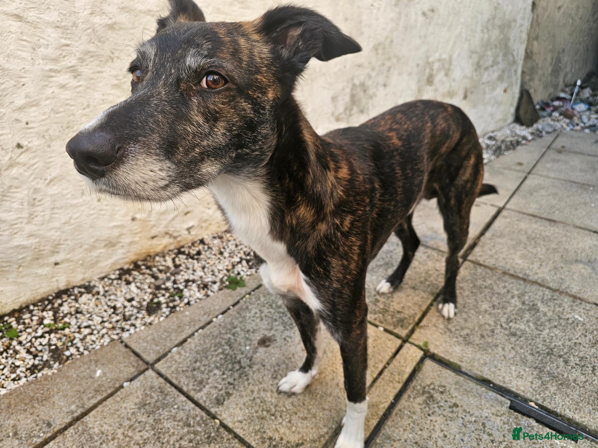 Lurcher dogs Loki - 5 year old lurcher boy - Advert 1