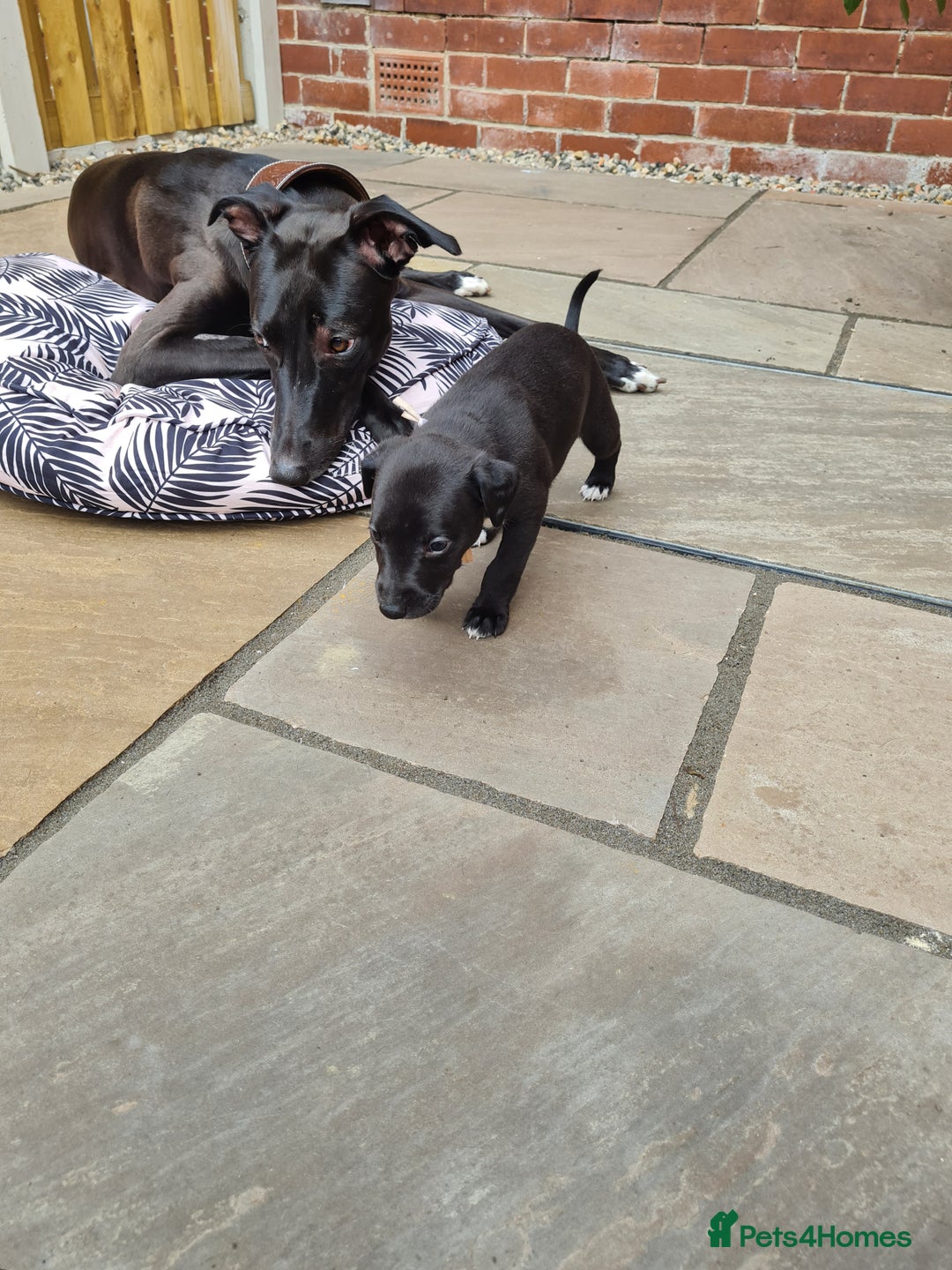 Whippet dogs for sale: Pure bred whippet puppies - Image 9
