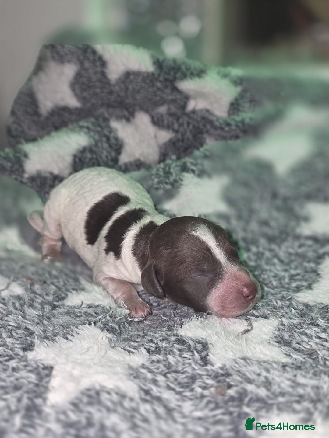 Cockapoo dogs for sale: ✨ Beautiful F2 Multi-Gen Cockapoo Puppies - Image 5