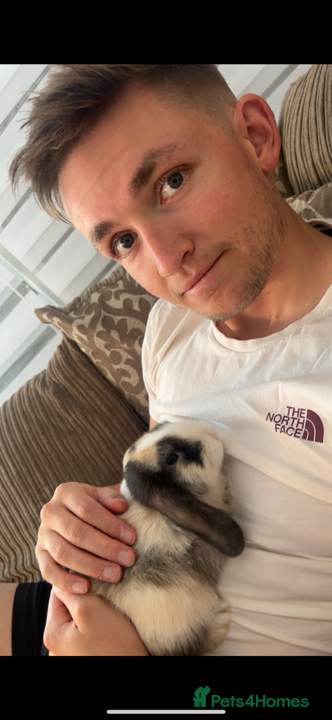 Mini Lop rabbits for sale: Mini Lop for Sale - Image 3