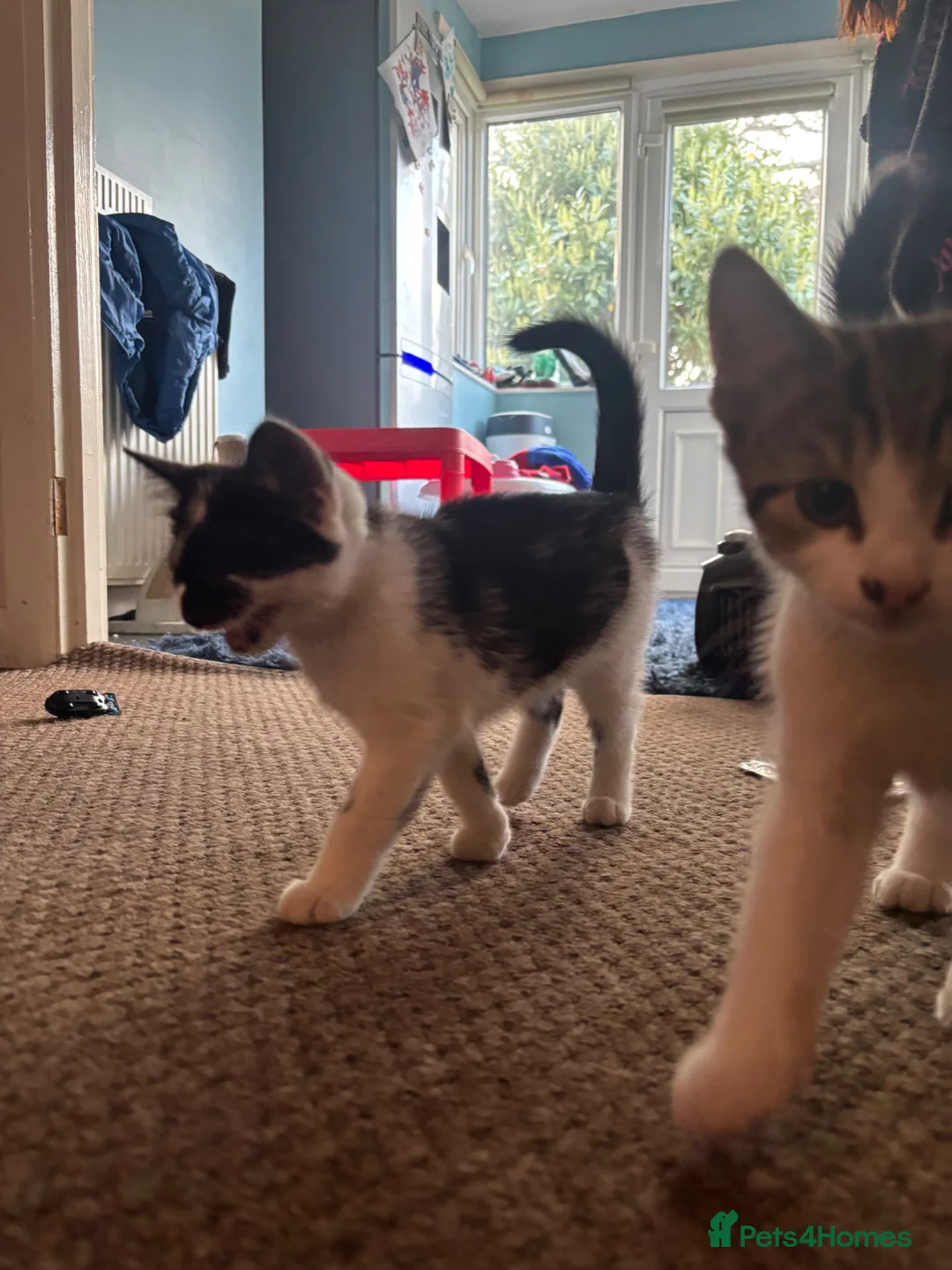 Persian cats for sale: Persian tabby kittens in Birmingham - Advert 12