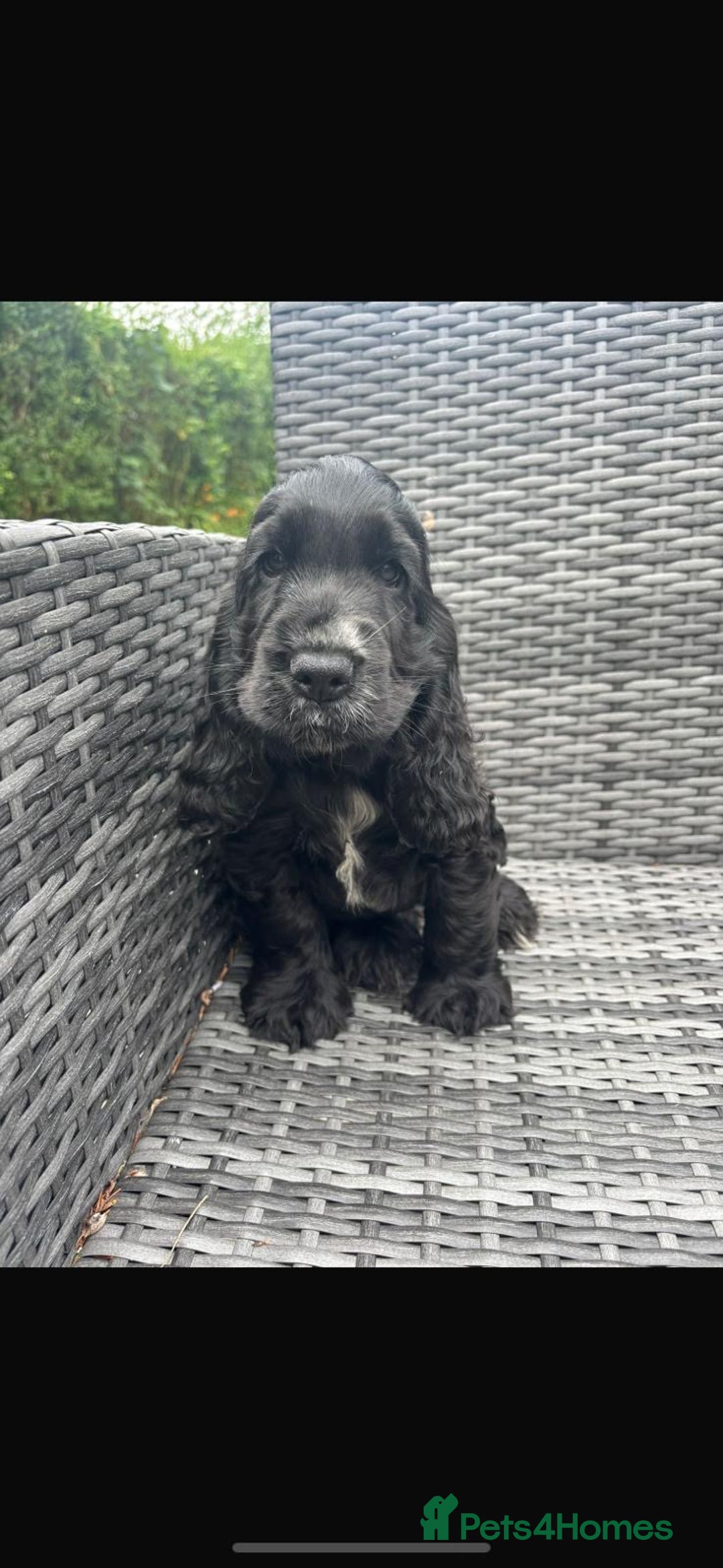 Cocker Spaniel dogs for sale: Show Cocker Spaniel - Image 3