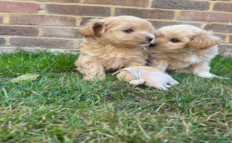 Maltipoo dogs - Advert 14