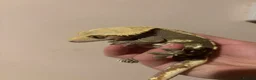 Gecko reptiles for sale: Crested gecko and bioactive enclosure  in Gateshead - Advert 1