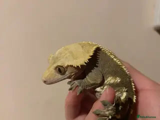 Gecko reptiles Crested gecko and bioactive enclosure in Gateshead - Advert 1