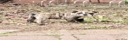 English Bulldog dogs for sale: KC Registered English Bulldog Puppies  - Advert 35