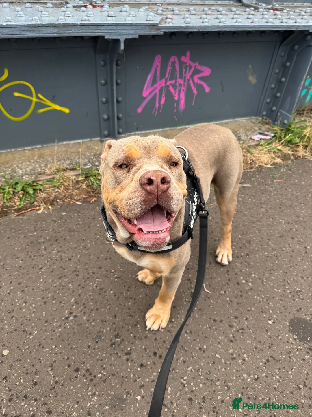 Olde English Bulldogge dogs for sale: Old English in need of a loving home  - Advert 9