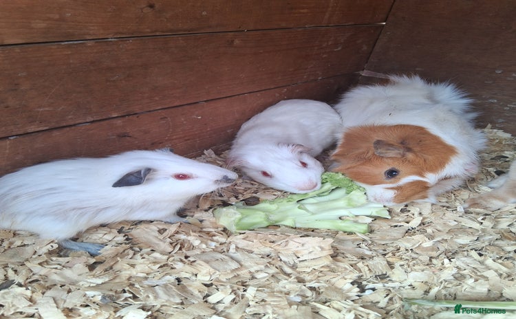 Mixed Breed rabbits for sale - Advert 2