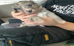 Border Collie dogs for sale: Border collie puppies  - Image 11