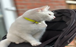 Abyssinian cats for sale: Poli  - Image 3