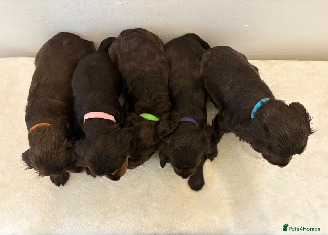 Cocker Spaniel dogs for sale: Gorgeous Full Cocker Spaniel Pups  - Image 4