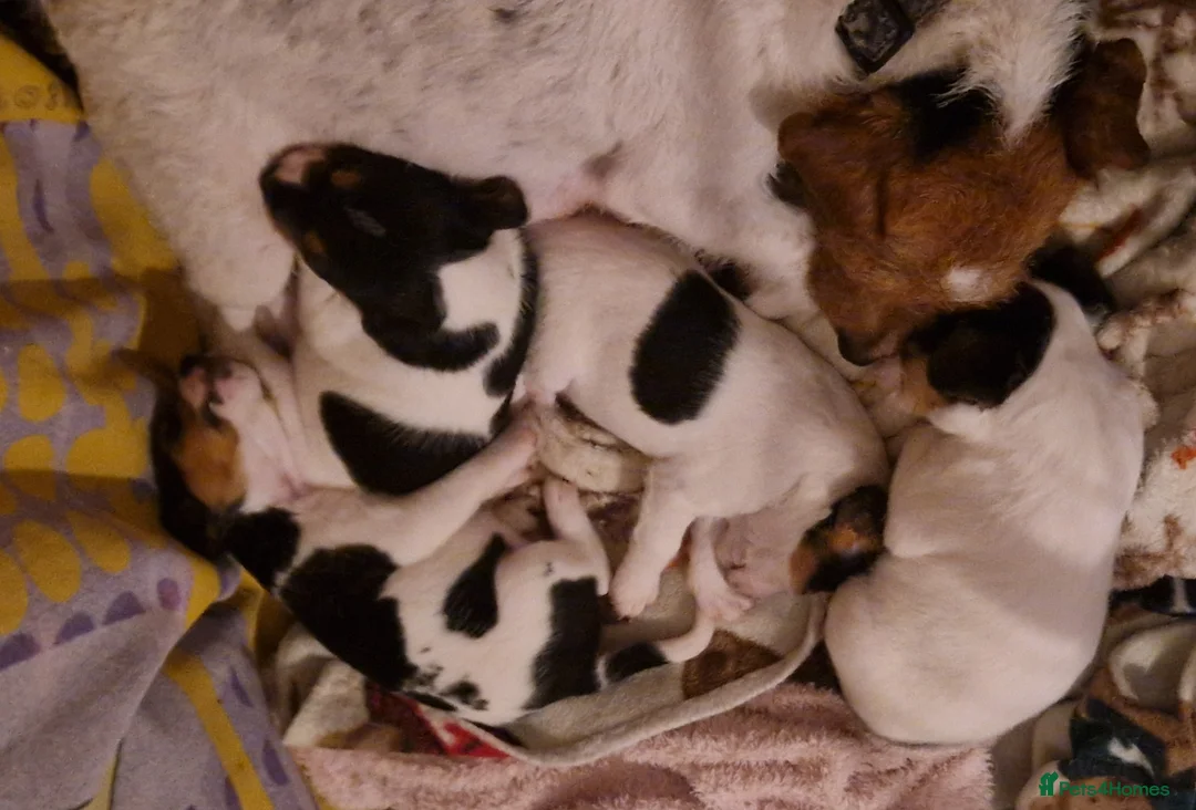 Jack Russell dogs for sale: Jack Russel pups - Advert 6