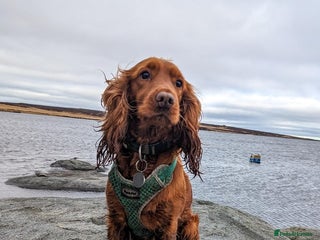 Cockapoo dogs for sale - Advert 1