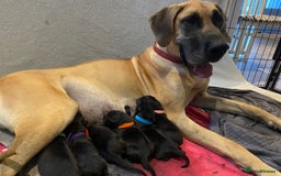 Great Dane dogs for sale: Gorgeous Black/Blue Great Dane Puppies - Image 2