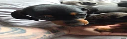 Miniature Dachshund dogs for sale: Miniature Dachshund puppies  - Advert 5