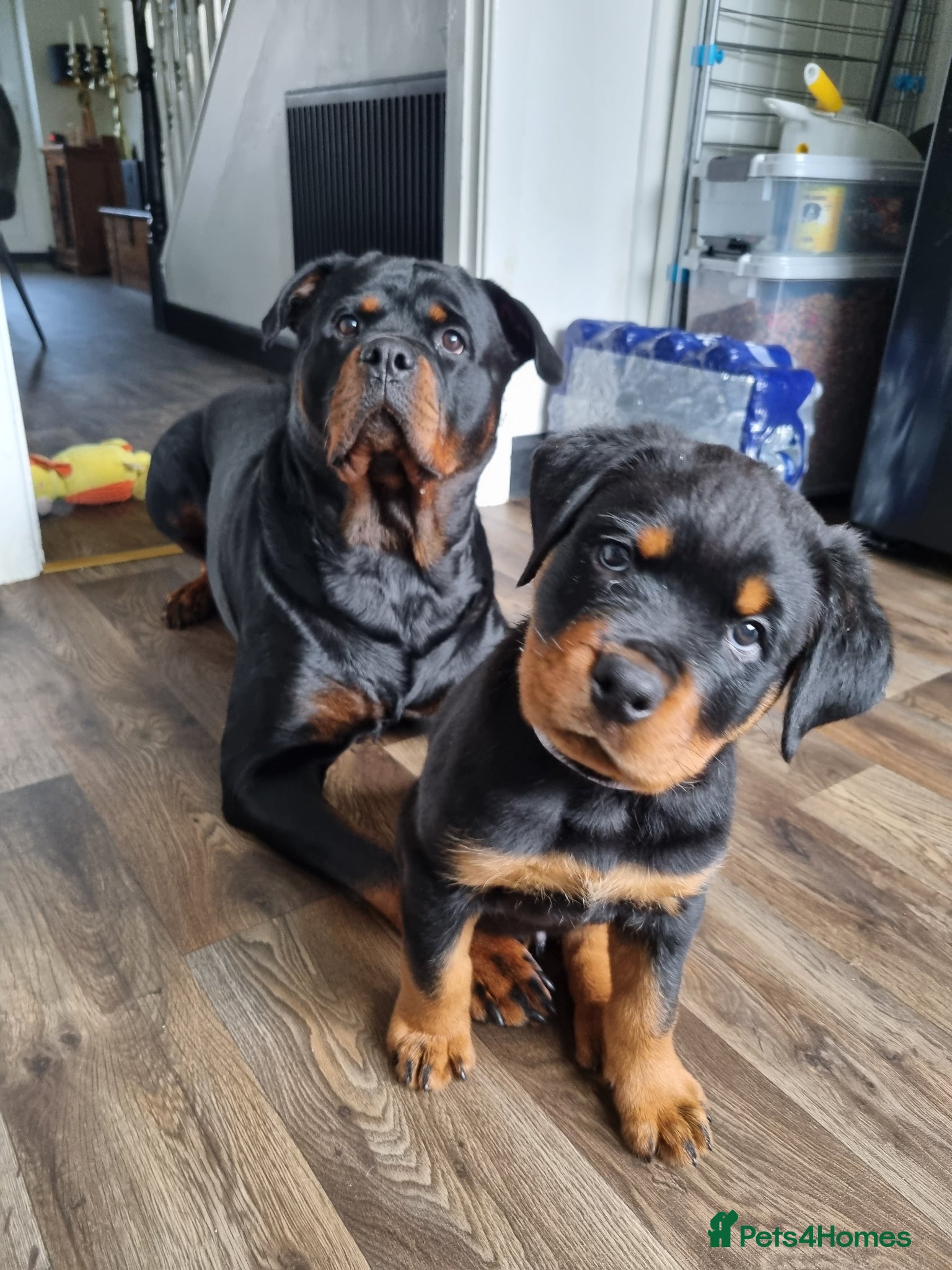 Rottweiler dogs Kc registered rottweiler pup - Advert 1