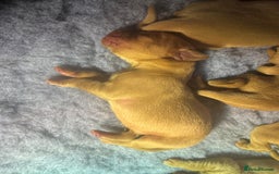 Labrador Retriever dogs for sale: Labrador puppies  - Advert 6