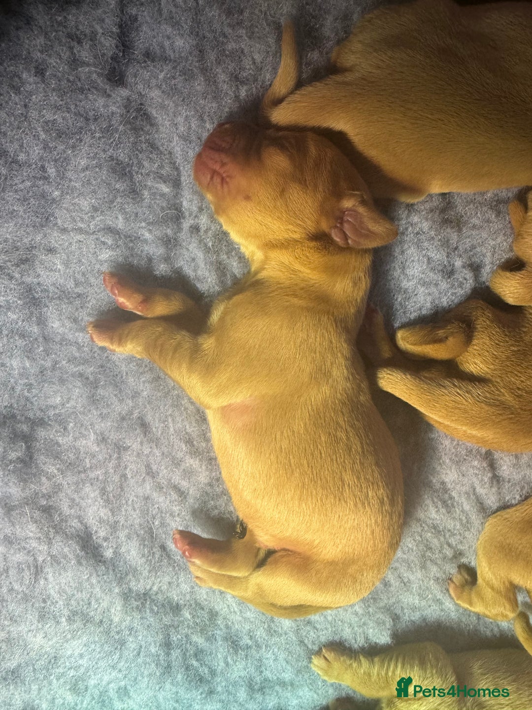 Labrador Retriever dogs for sale: Labrador puppies  - Advert 6