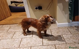 Cocker Spaniel dogs for sale: Male Working Cocker Spaniels - Image 6