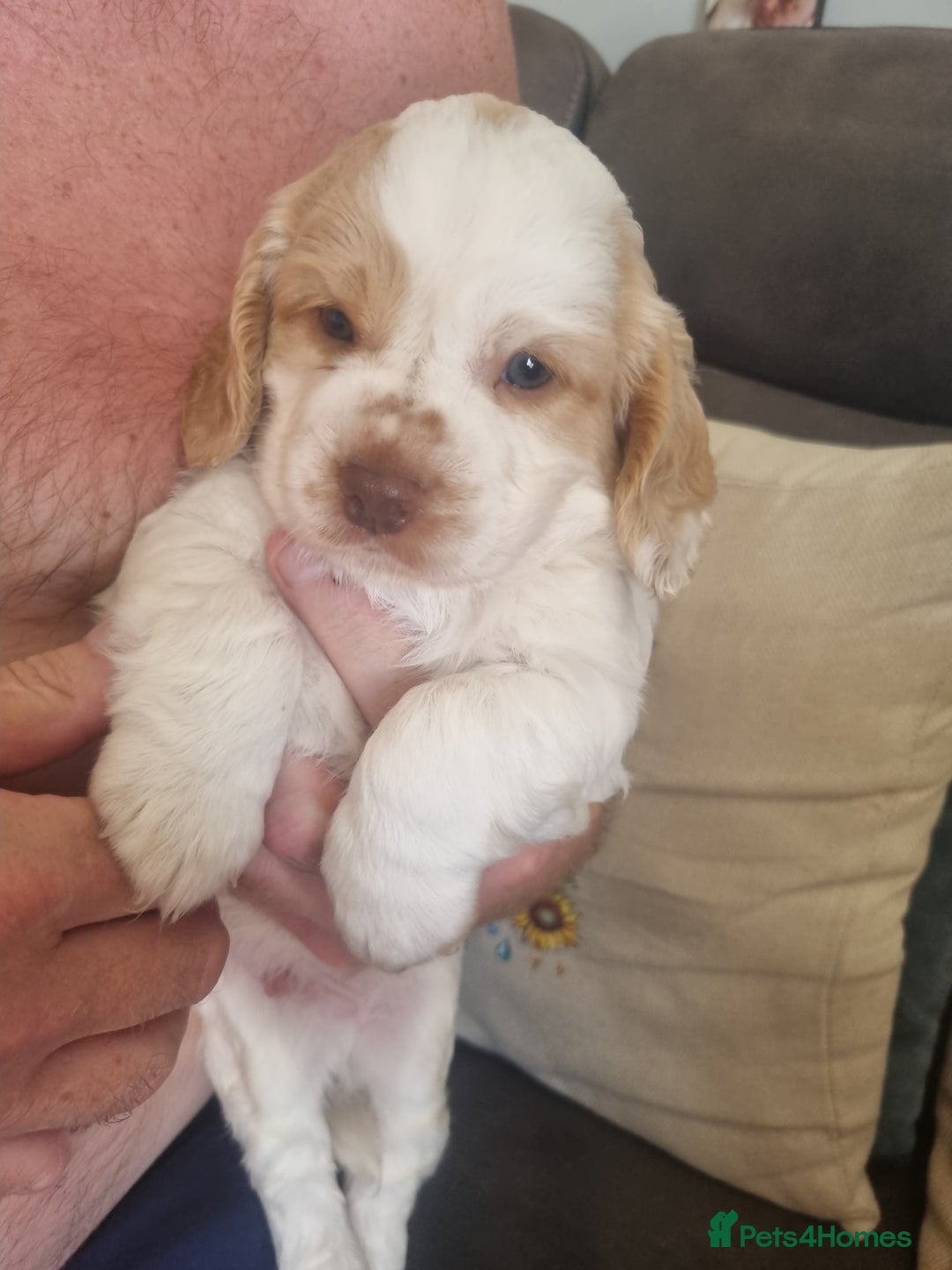 Cockapoo dogs for sale: Beautiful cockapoo boy  in Rotherham - Image 3